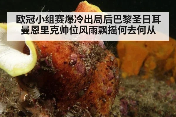欧冠小组赛爆冷出局后巴黎圣日耳曼恩里克帅位风雨飘摇何去何从